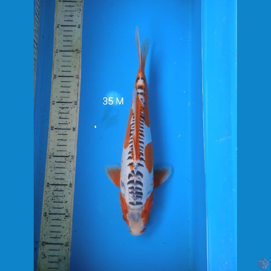 shusui 35cm M