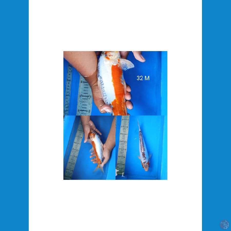 shusui 32cm M