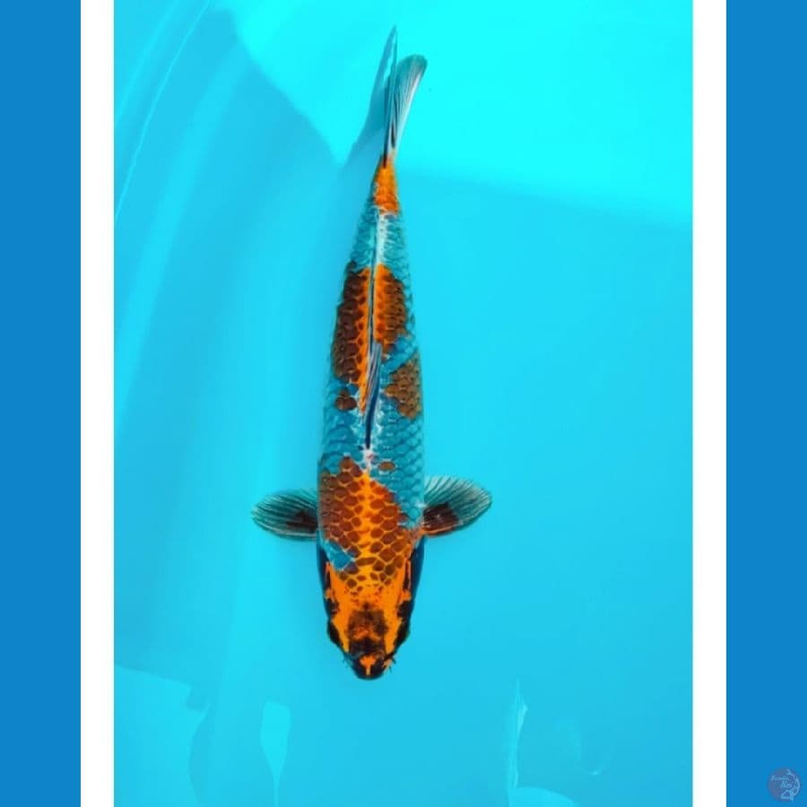 Kogane Uchiba Male 33cm
