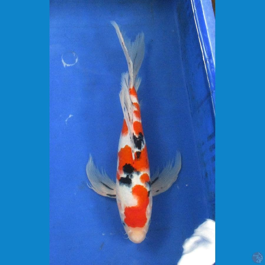 kumpy sanke subosumi ±35cm