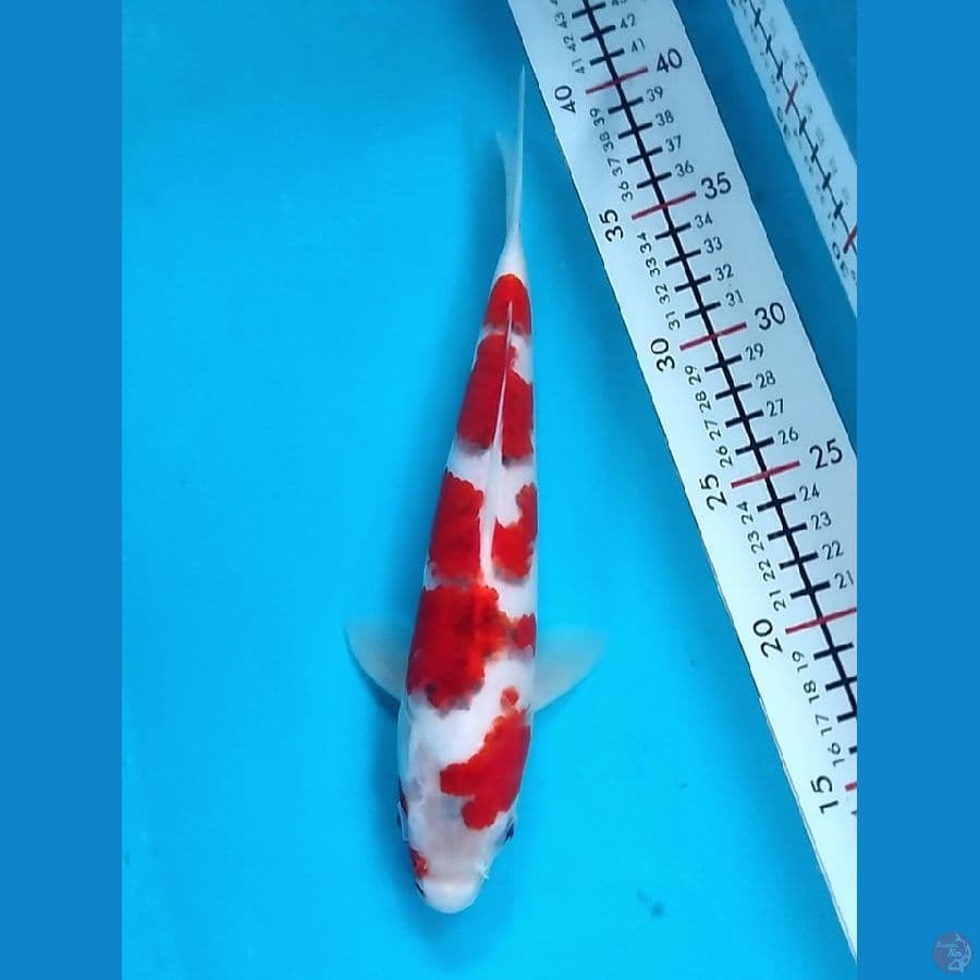 AiKoromo 25 Male