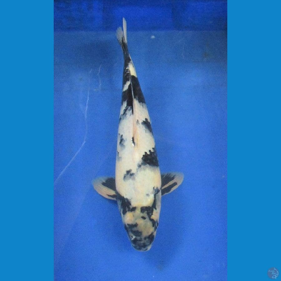 shiro ±36cm bulky