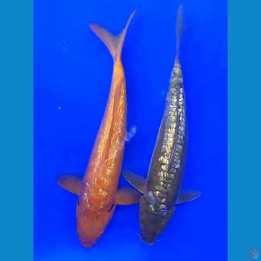 2 aragoke ginrin 31 cm