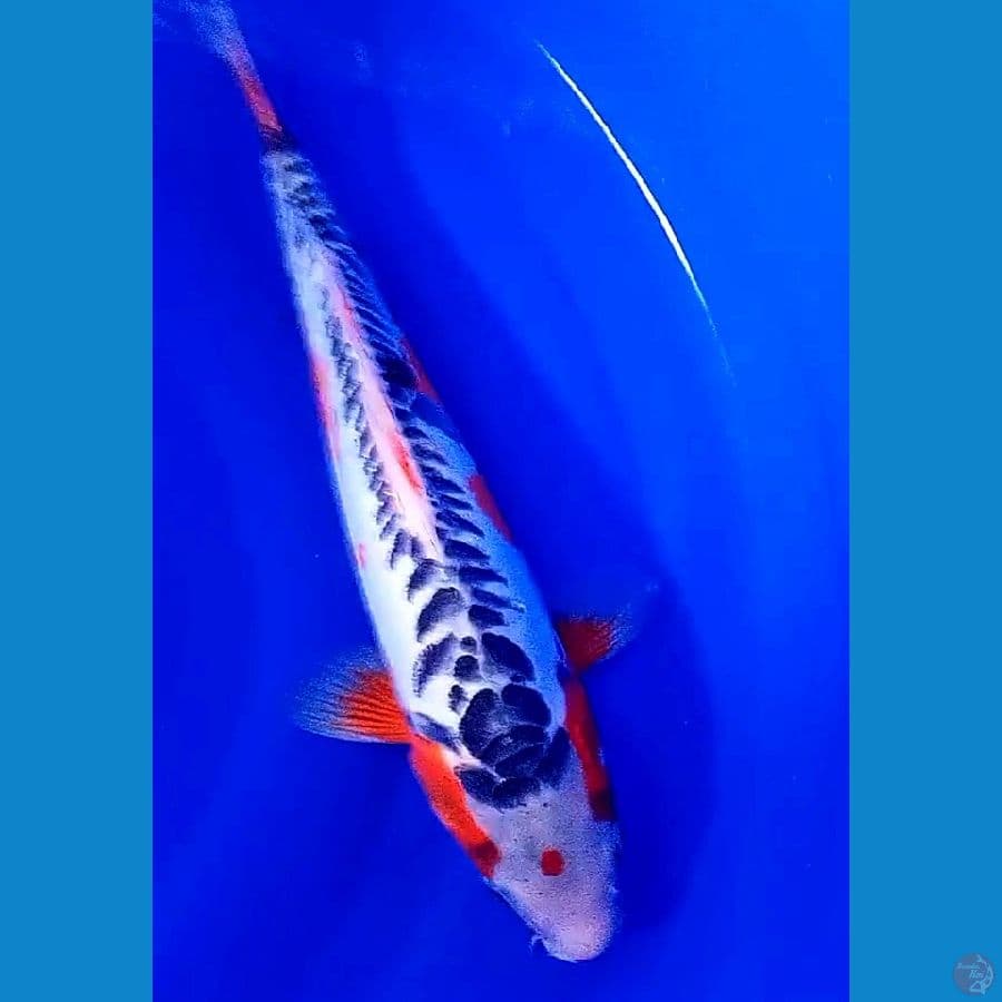 TANCO SUSHUI 35 cm