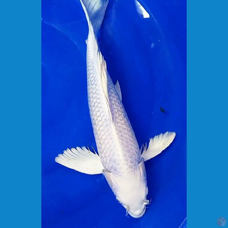 jumbo kumpay platinum f 45 cm