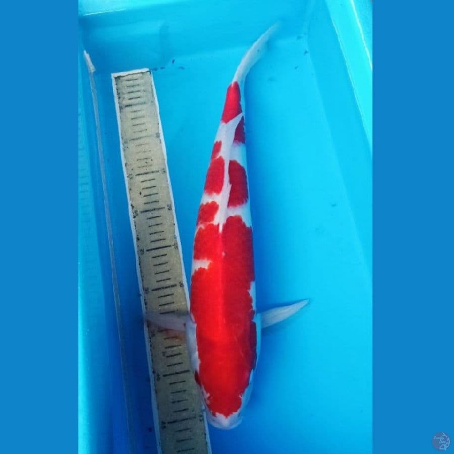 50up male kohaku superred
