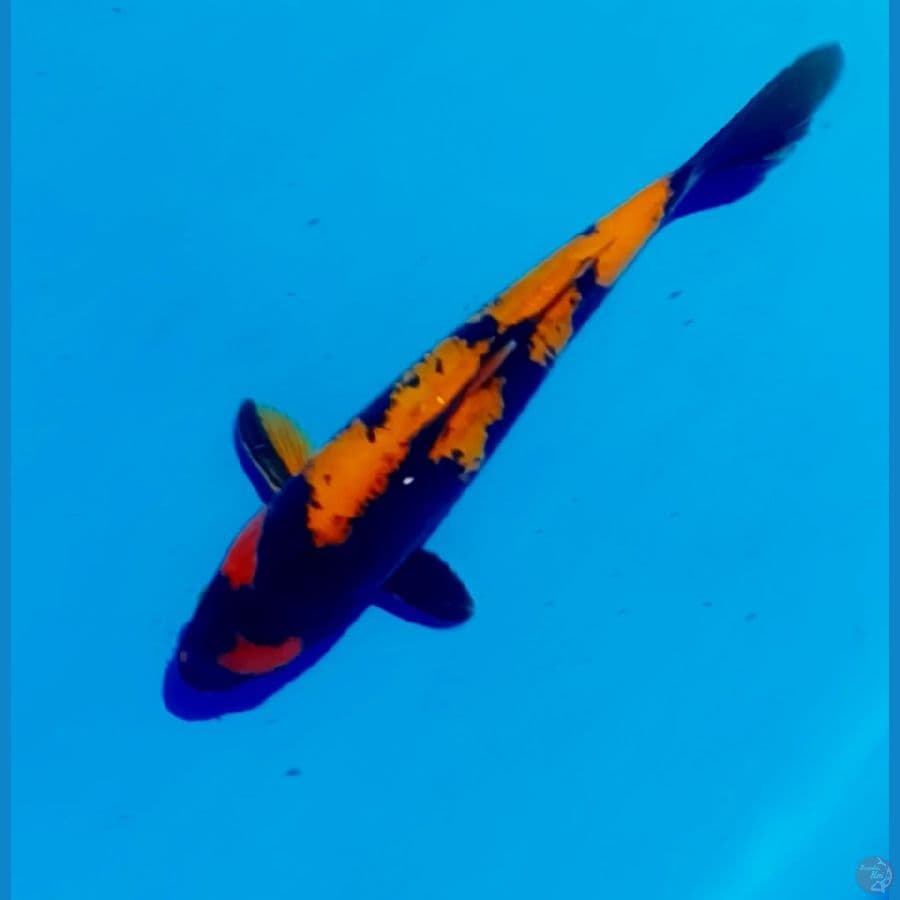 utsuri doitsu 35 cm male
