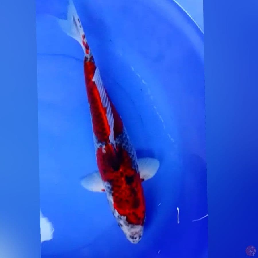 GHOSIKI JUMBO 47CM