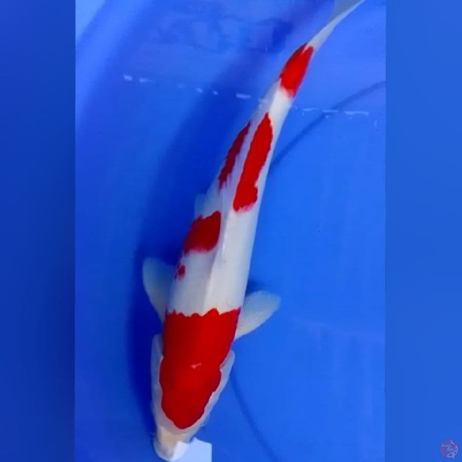 KOHAKU M40CM