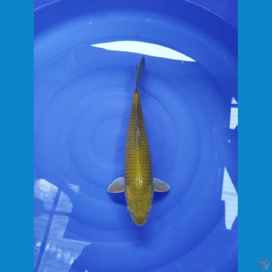 midori jantan asli ijo 42 cm