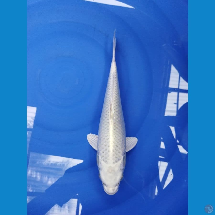 platinum female size 38 cm