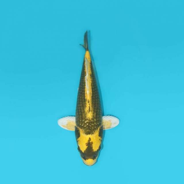 YG_KABUTO ANTIK_34 CM