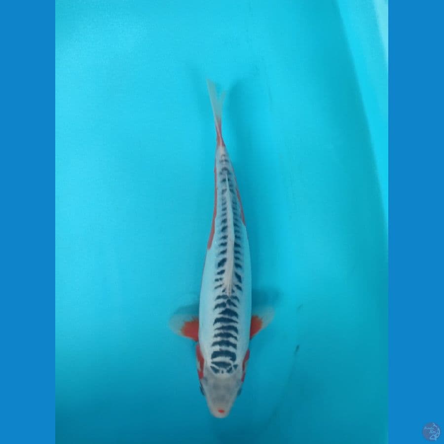 shusui male