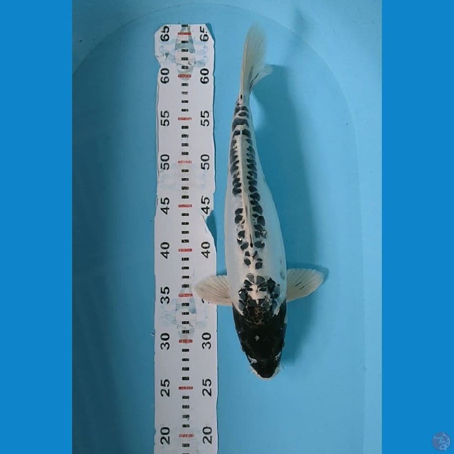 Kawarimono turunan Kumon