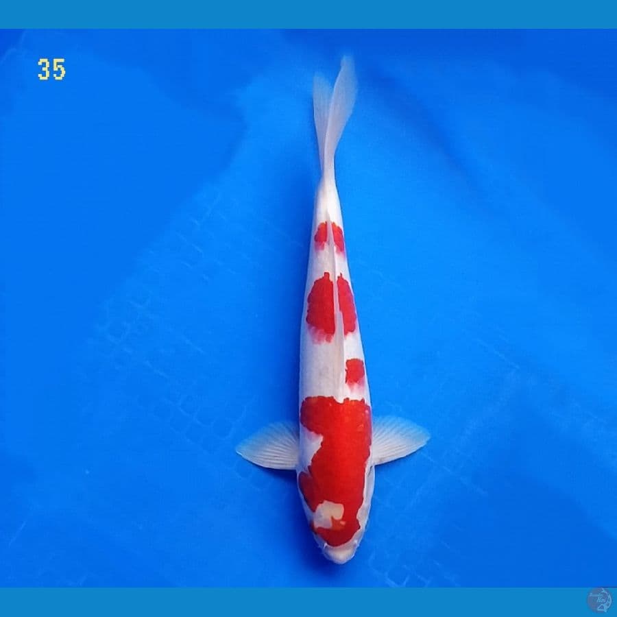 KOHAKU 35 CM