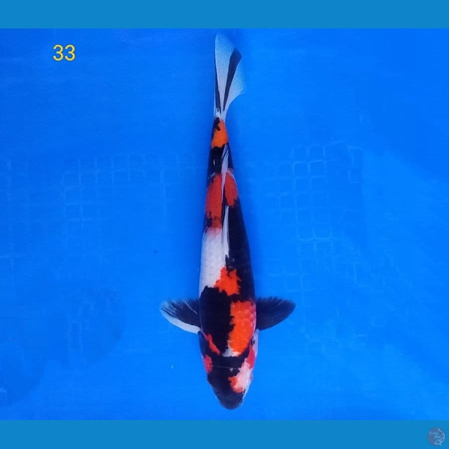 BLACK SHOWA 33 CM