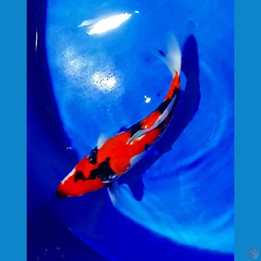 sangke aragoke 33 cm male