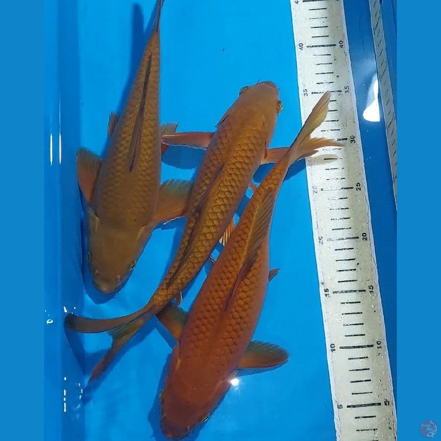 CHAGOI 32-33 CM