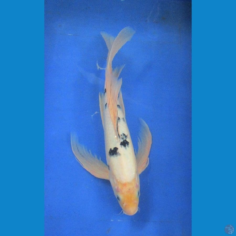 kumpy bekko ±35cm