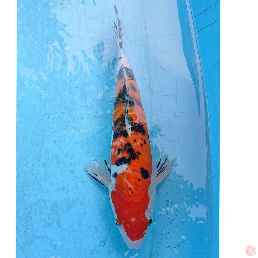 DOITSU SANKE 31 CM