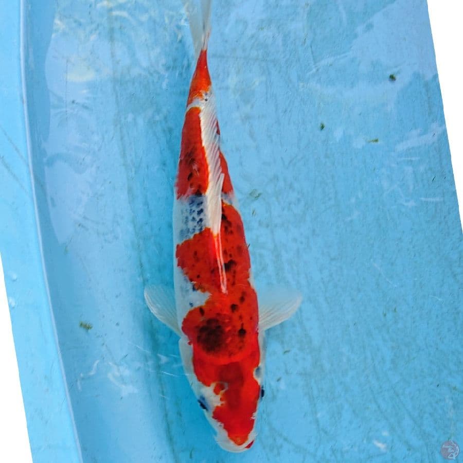 GHOSIKI 31 CM
