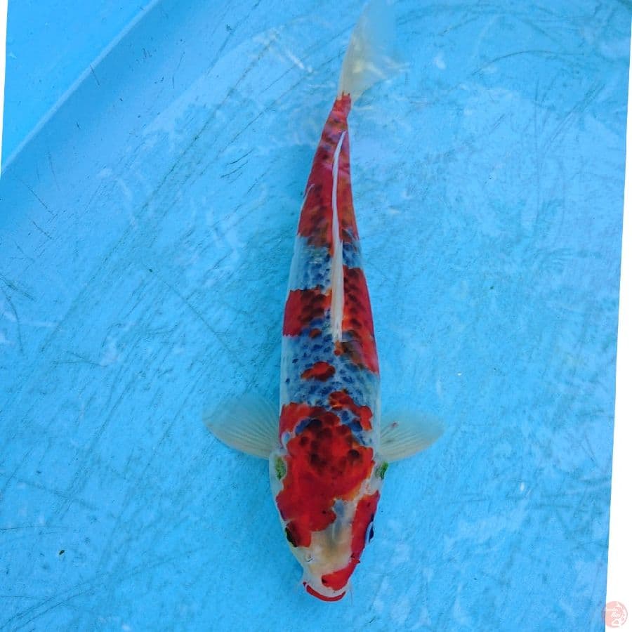 GHOSIKI 33 CM