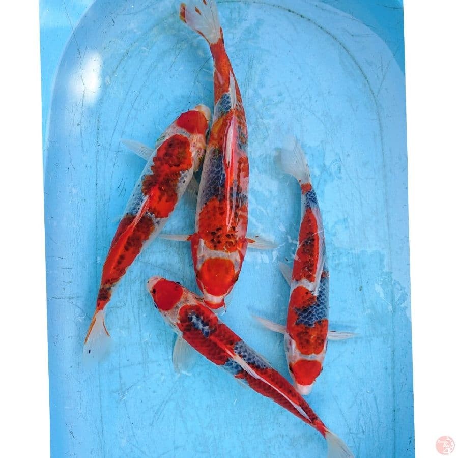 GHOSIKI 30-36 CM ( 4 ekor )