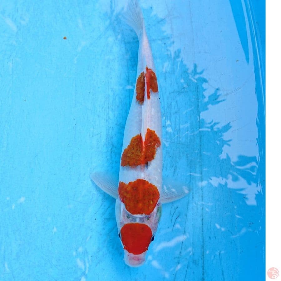 AI GOROMO 32 CM