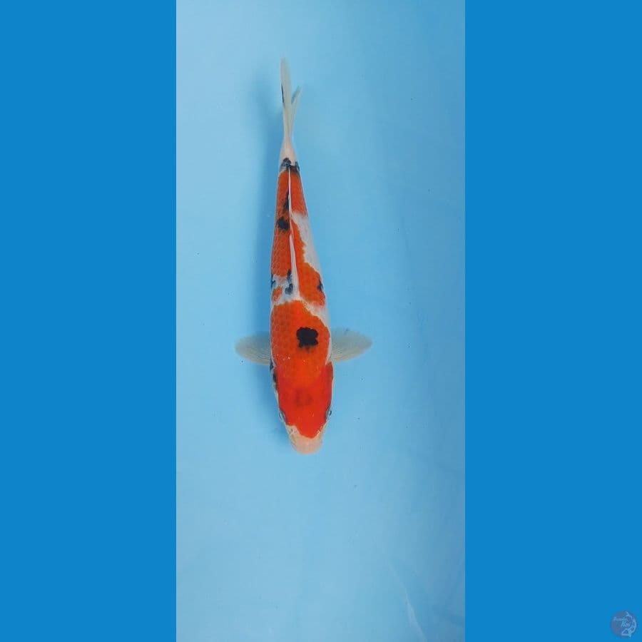 Sanke Male 26cm