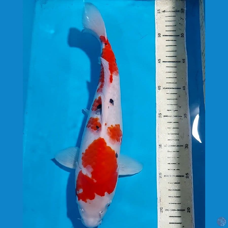 SANKE BULKY 35 CM