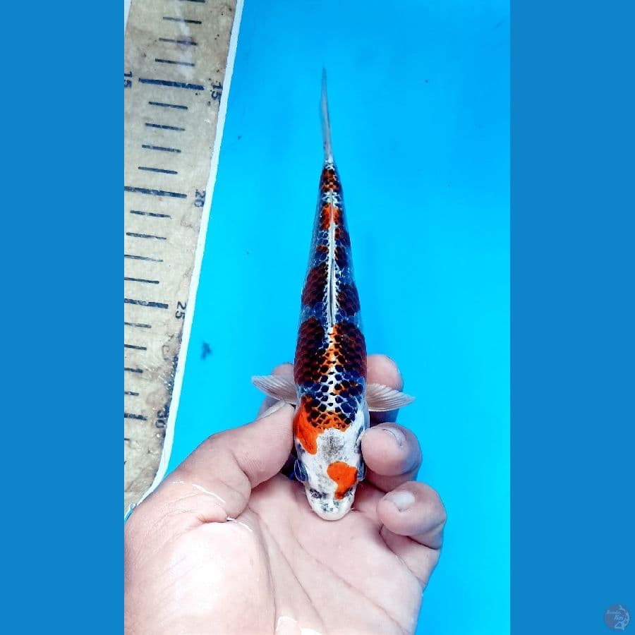 Kujaku 17cm
