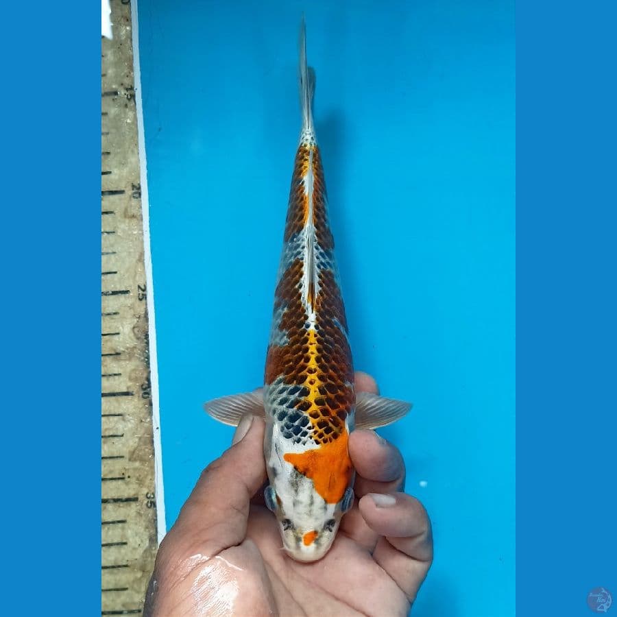 Kujaku 23cm