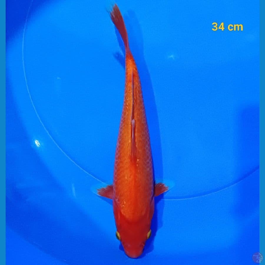 Red karashi 34 cm