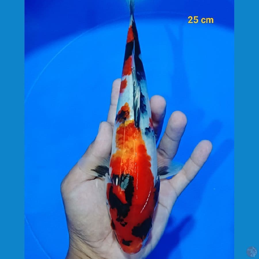Showa 25 cm