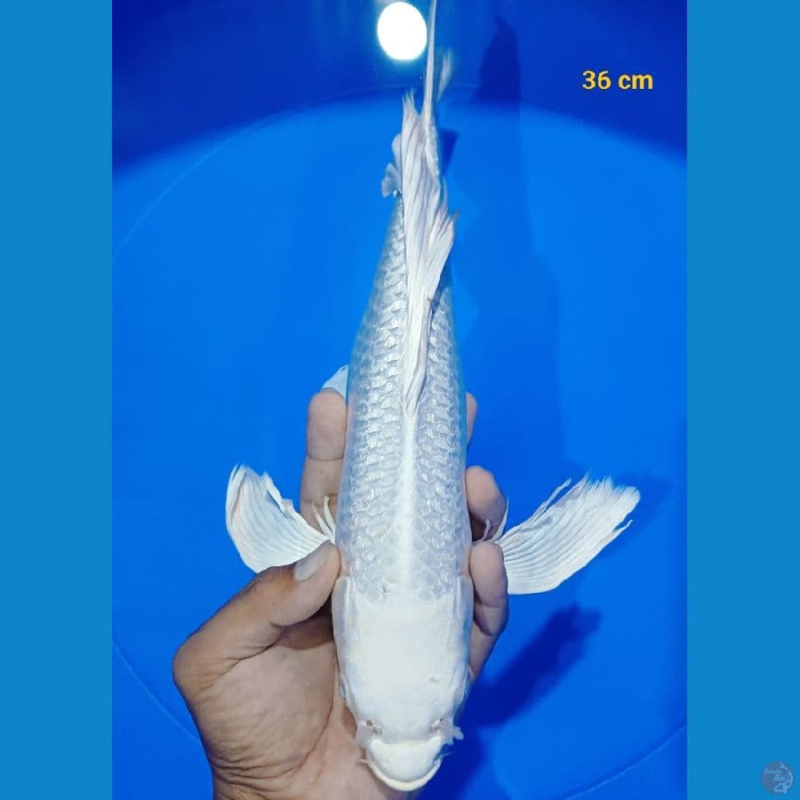 Kumpay platinum ginrin 36 cm