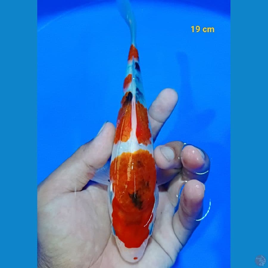 Showa tateghoi 19 cm