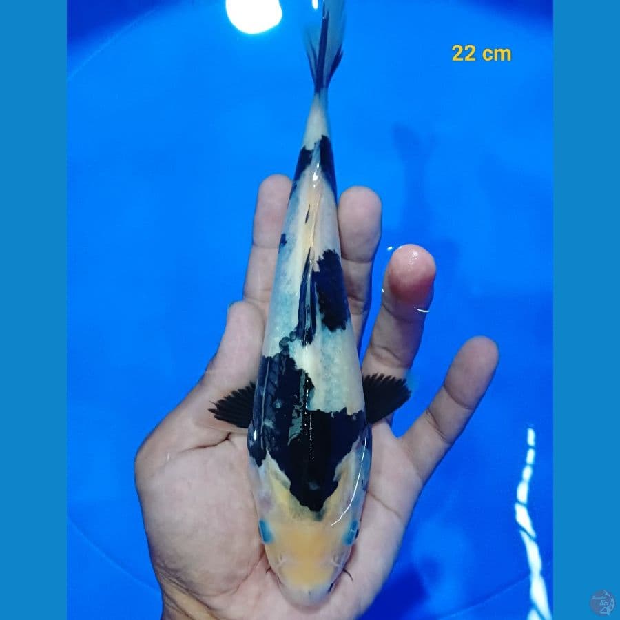 Shiro 22 cm