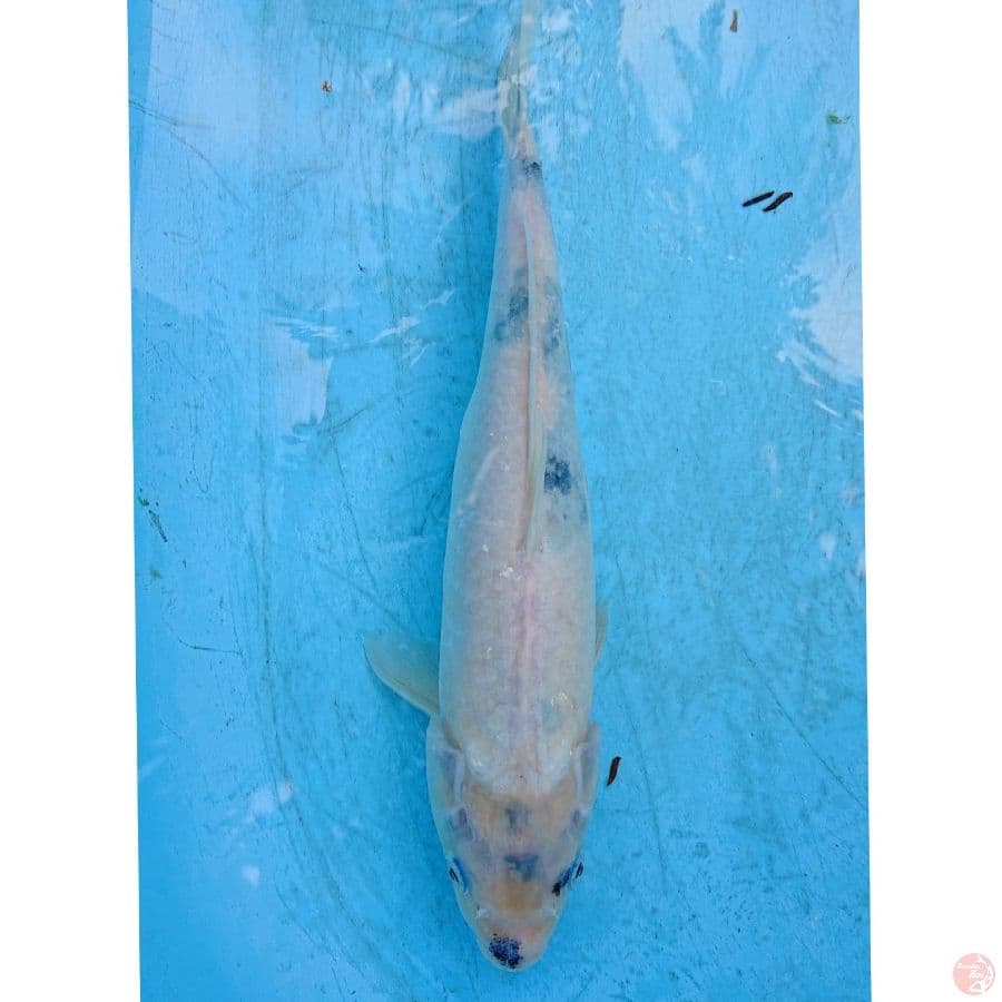 TATEGOI SHIRO 35 CM