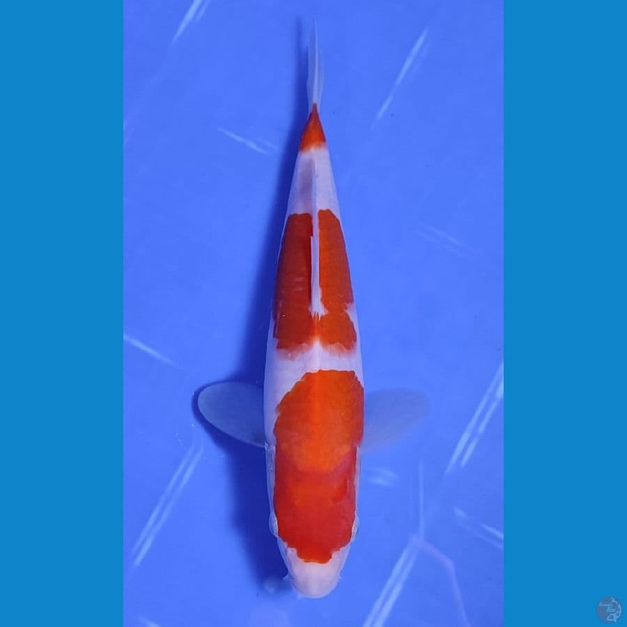 22CM~"KOHAKU STEP 3 ORIGINAL