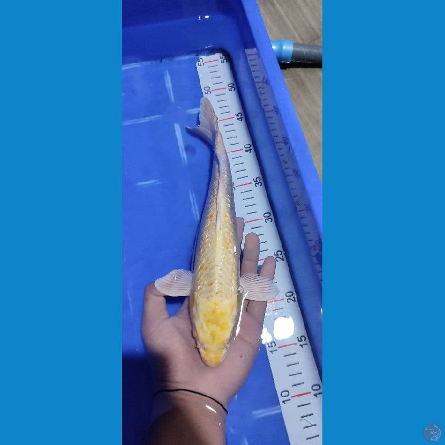 SUPERRR OGONN 30 CM