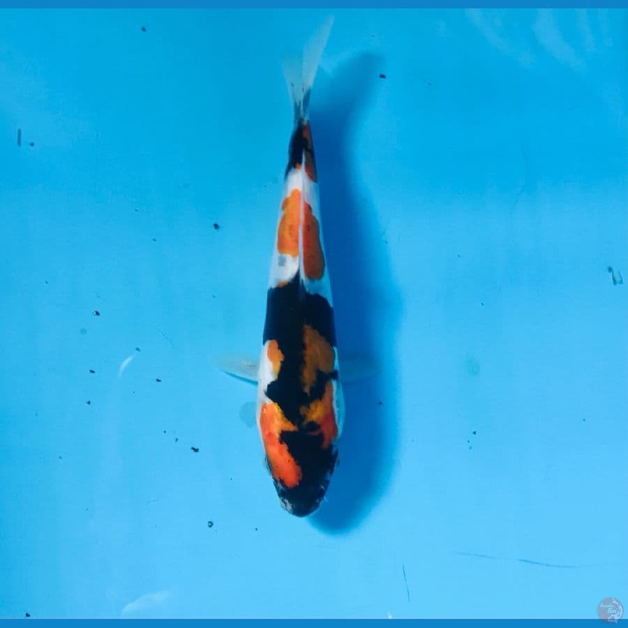 showa doitsu 13cm