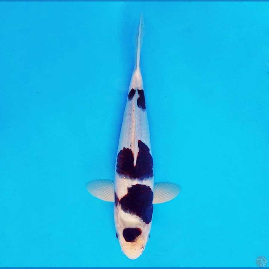 AKAGI 4 ~ Budo Goromo 32 cm/fm ™