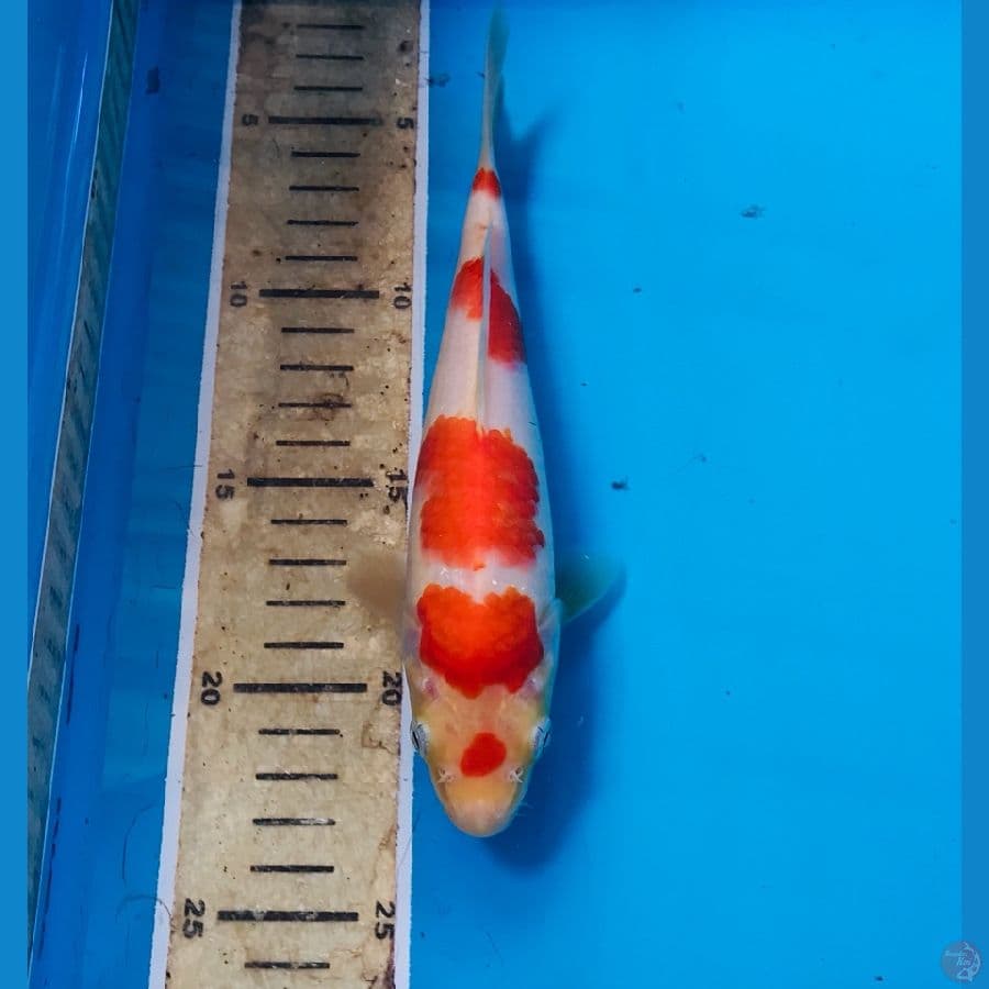 kohaku 20cm