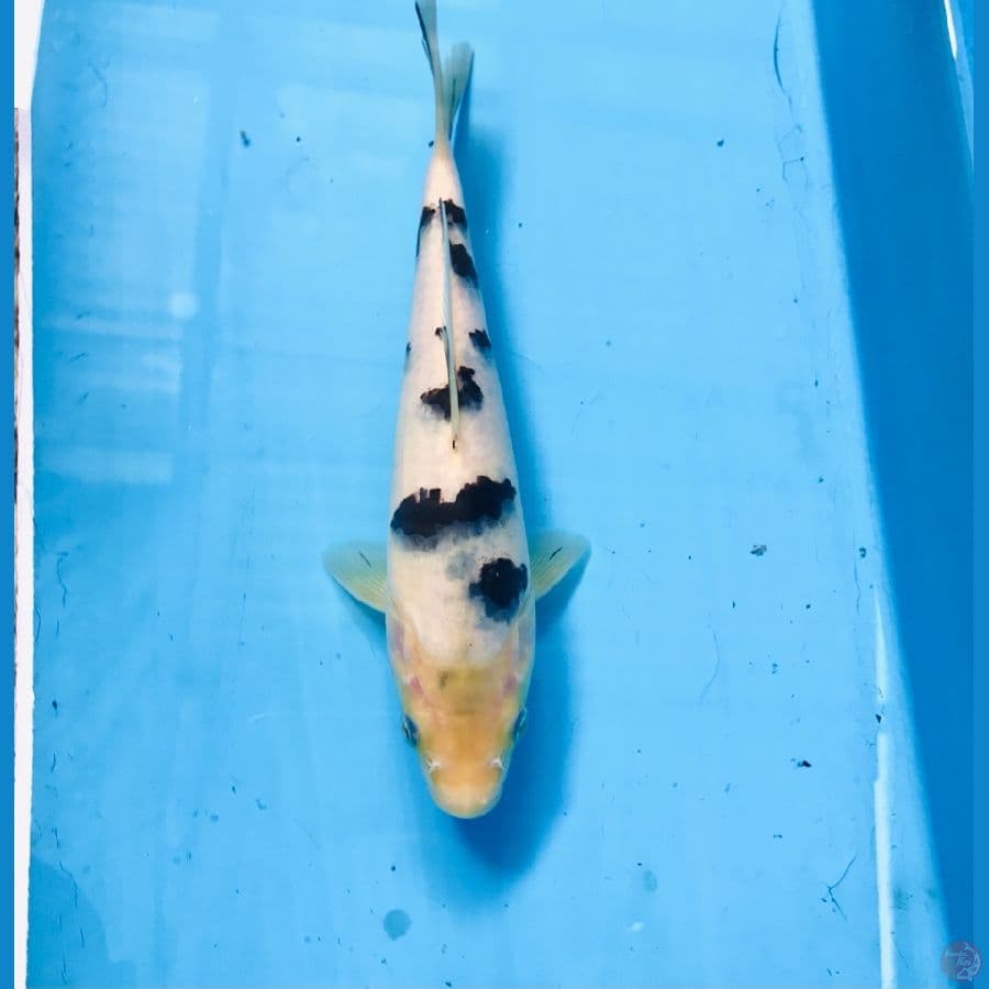 bekko 20cm