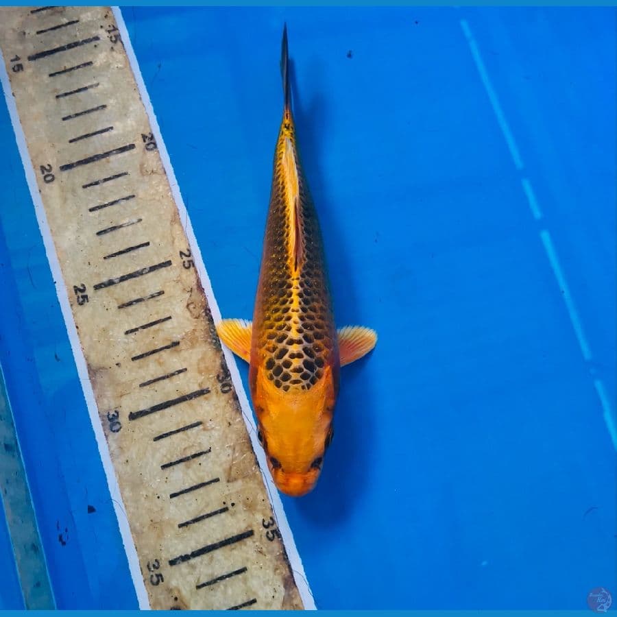 kin matsuba 17cm