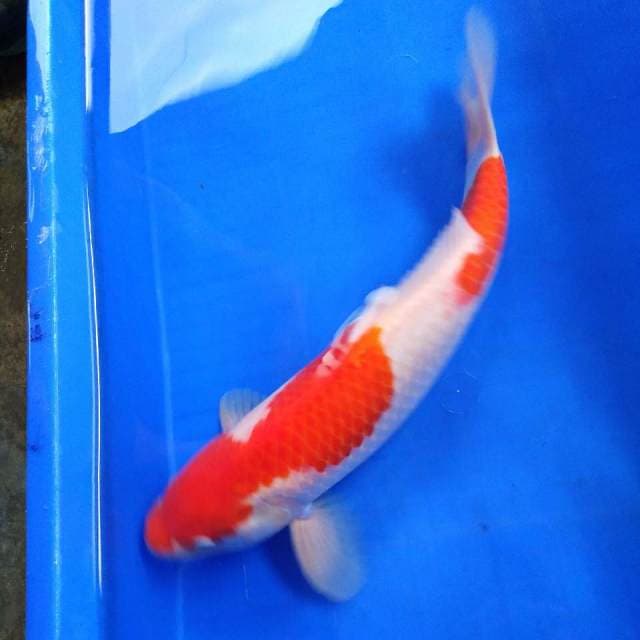 HWC (S of T)male 41cm