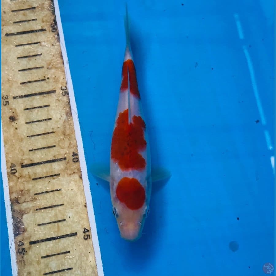 ai goromo 15cm
