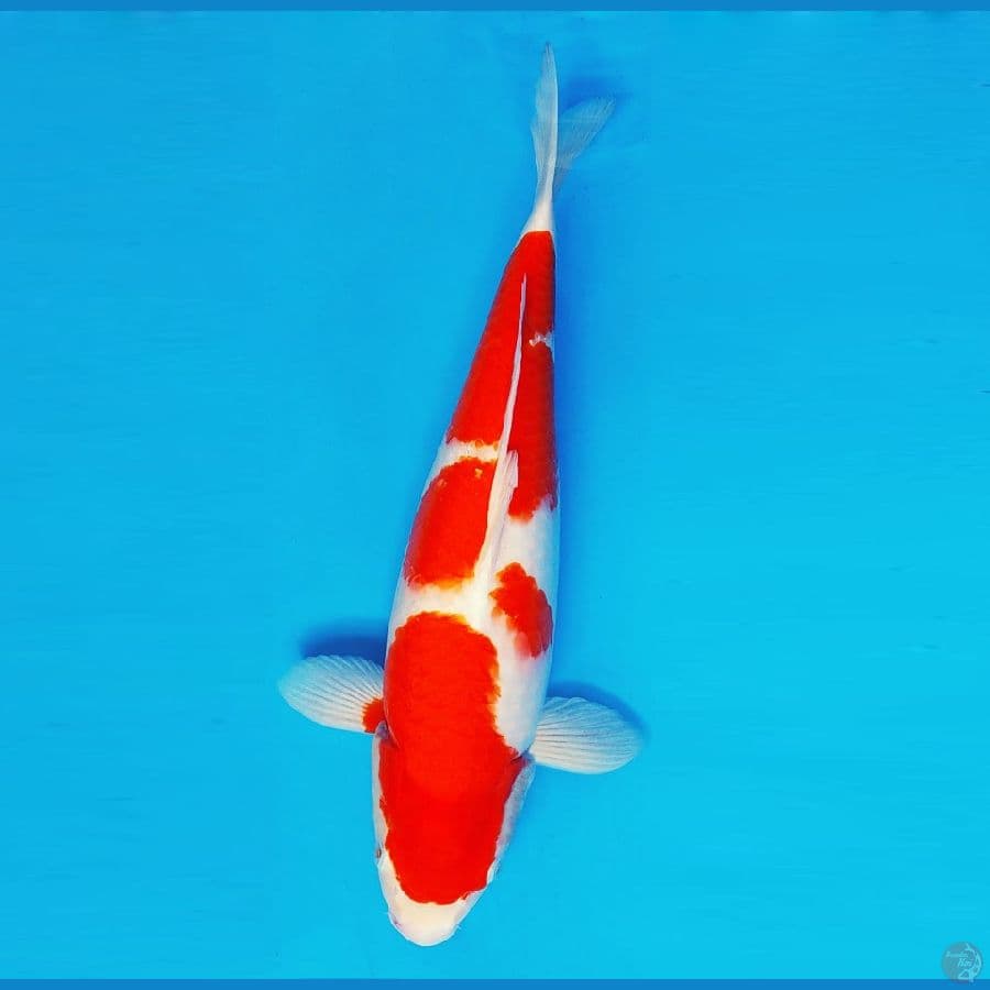 AKAGI 9 ~ Kohaku Jumbo 45 cm/fm ™