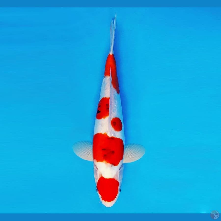 AKAGI 10 ~ Ai Goromo Doitsu 33 cm/male ™