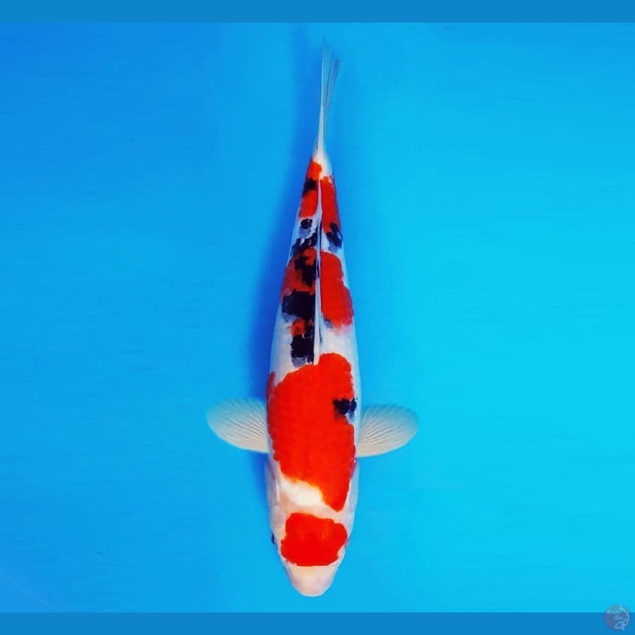 AKAGI 11 ~ Maruten Sanke 31 cm/fm ™